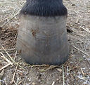 Overgrown out of balance hoof- before