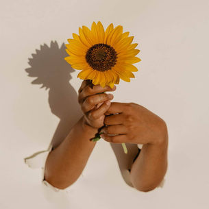 Two hands hold a sunflower in front of a beige background