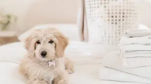 Fluffy dog lying next to laundry basket