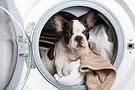 EnglishBulldog-in-washing-machine.webp
