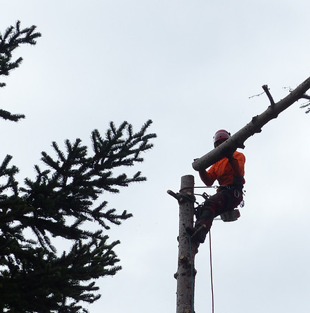 arbre et concept.JPG