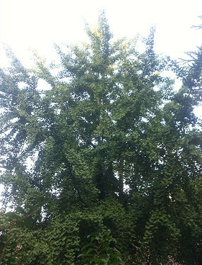 gingko 1.JPG