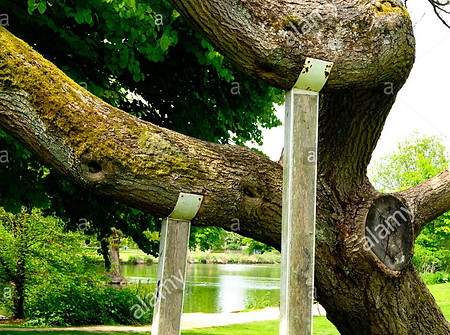arbre et concept haubannage.jpg