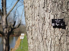tree tag.jpg
