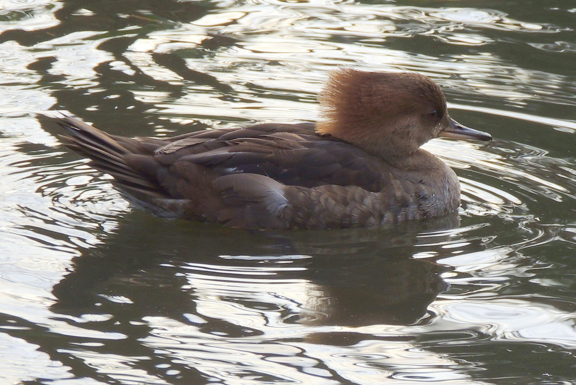 Red-breasted merganser female