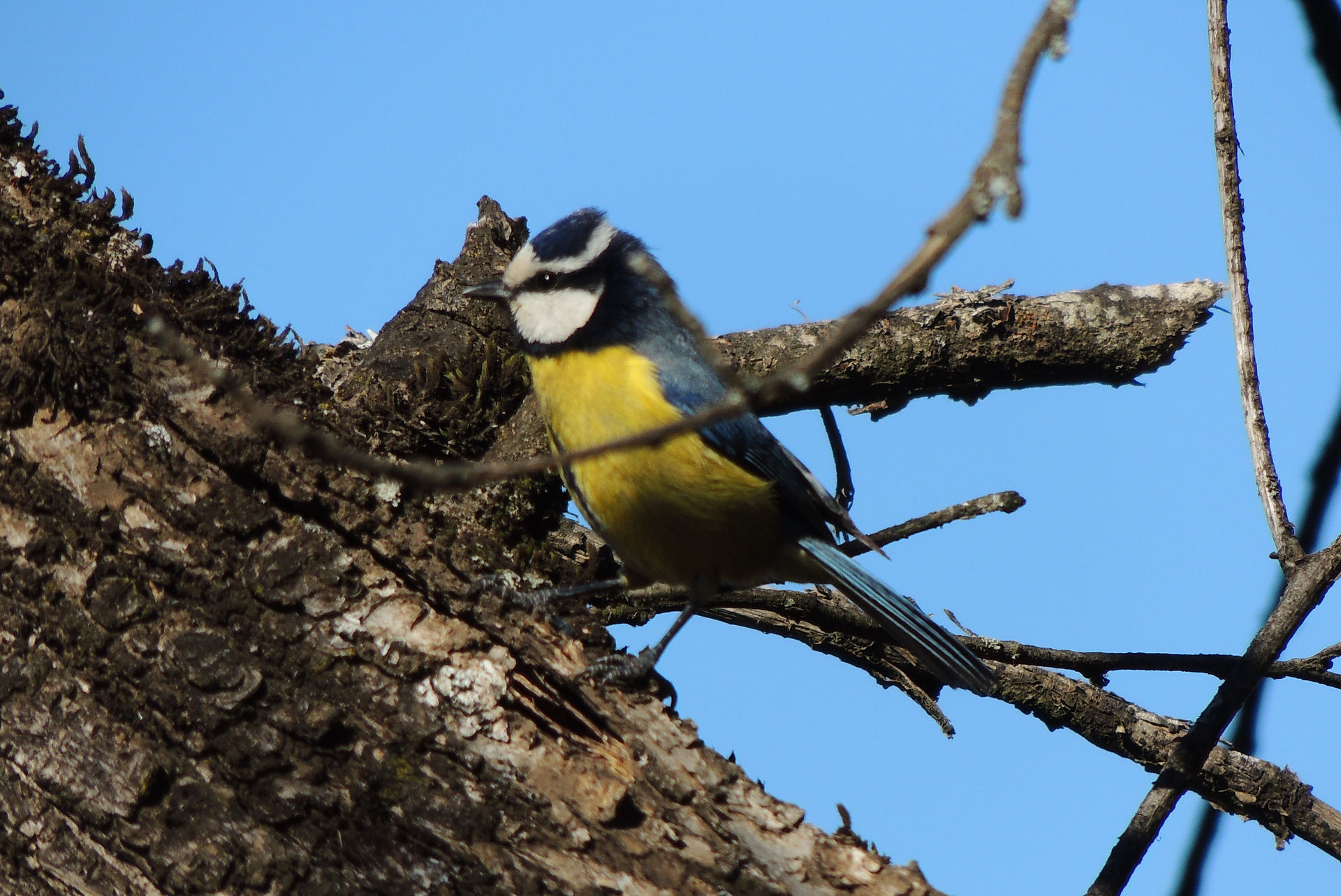 African Blue Tit