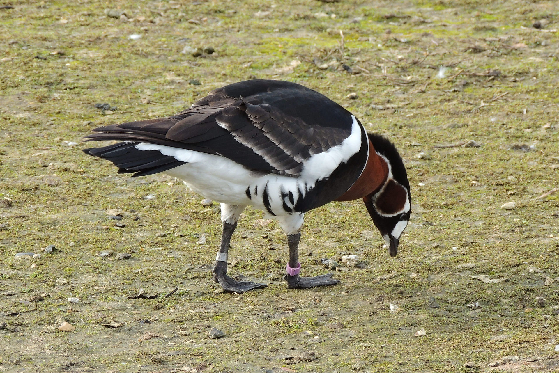 Red-breasted goose