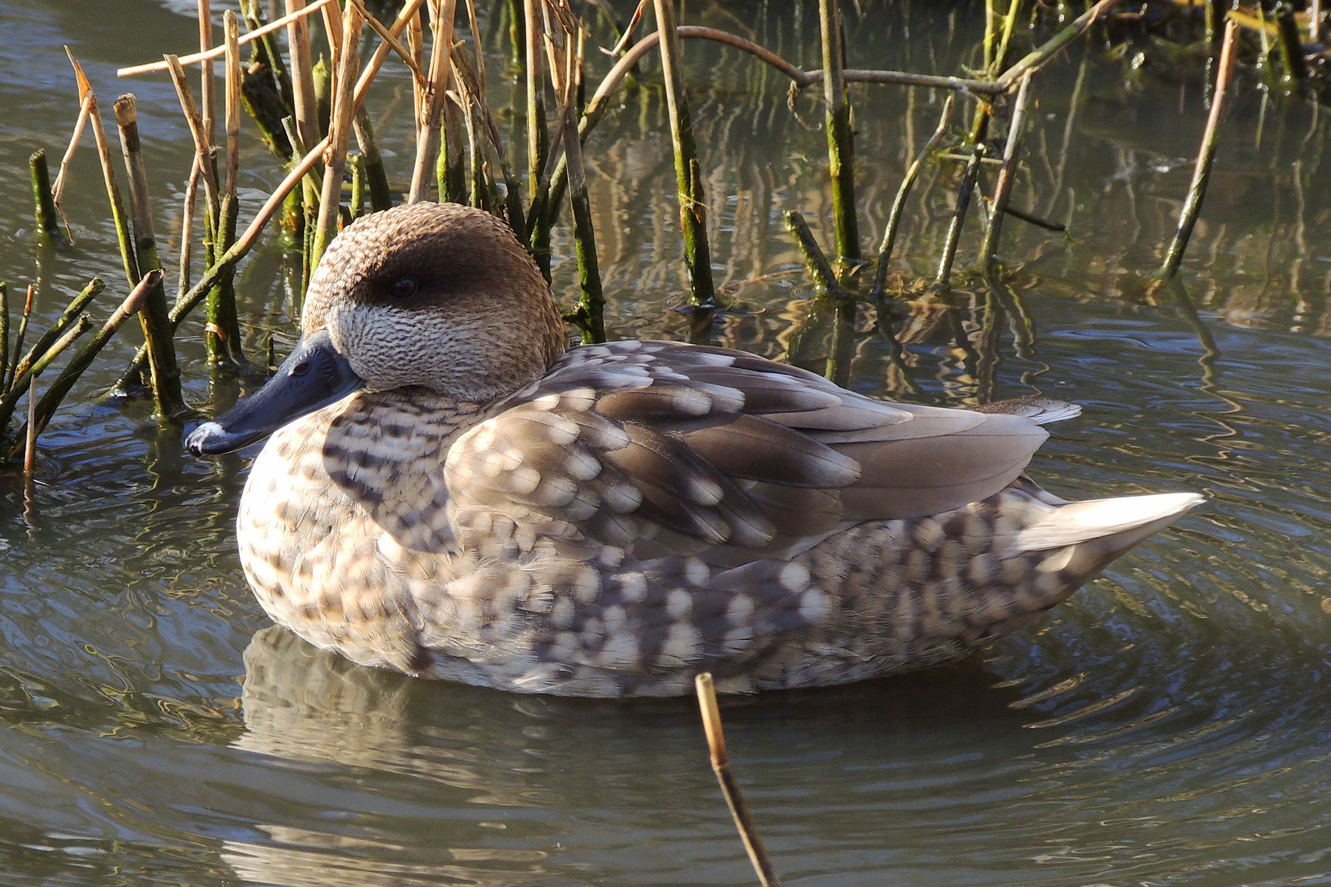 Marbled duck