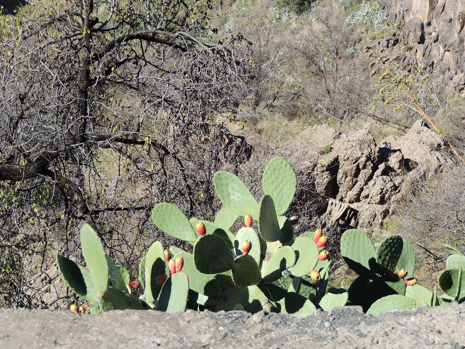 In Tejeda