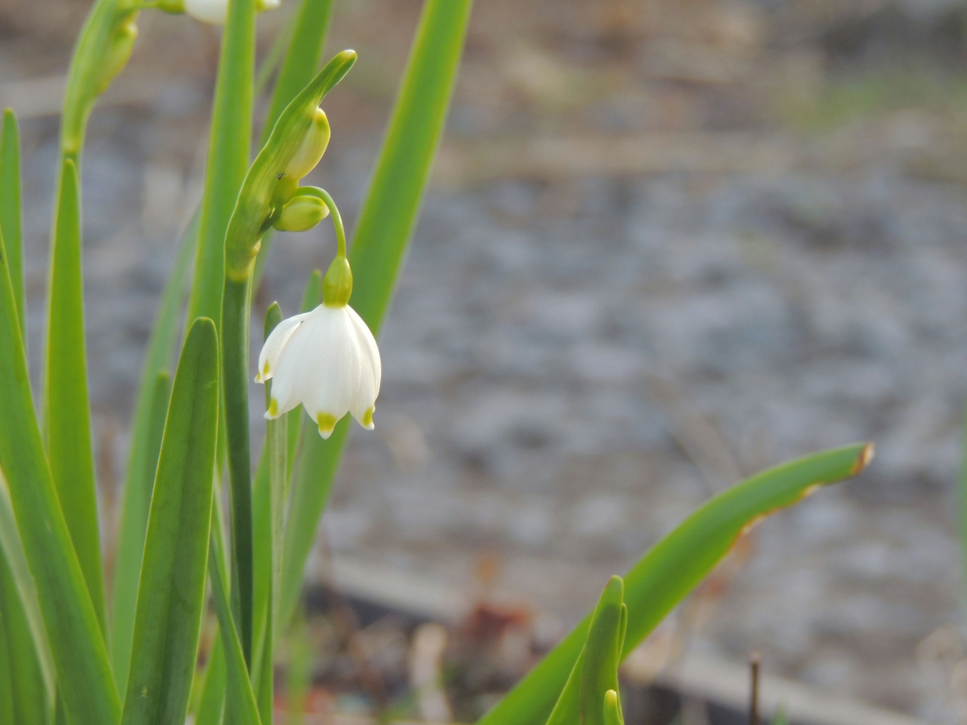 Spring snowflake