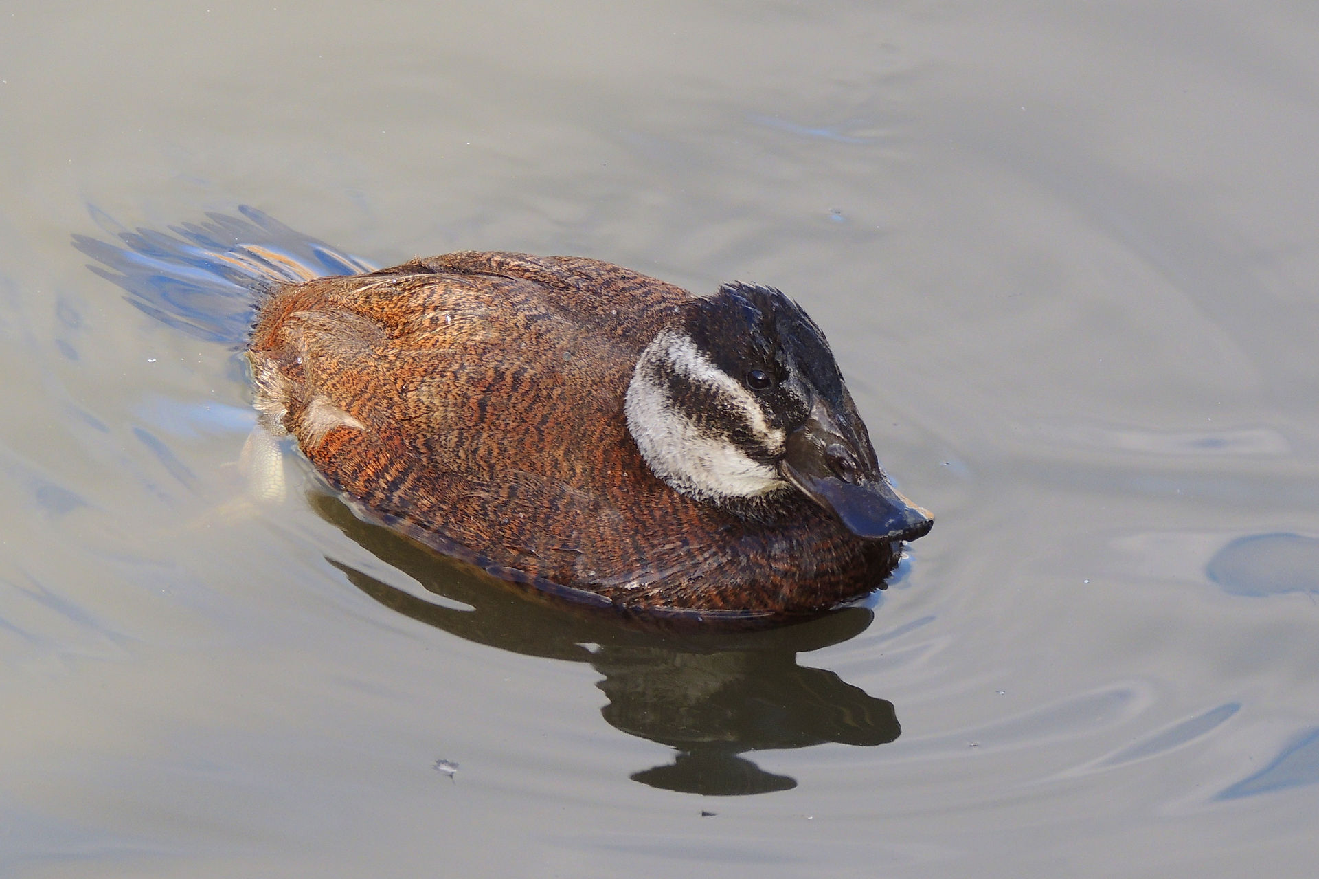 White-headed duck female