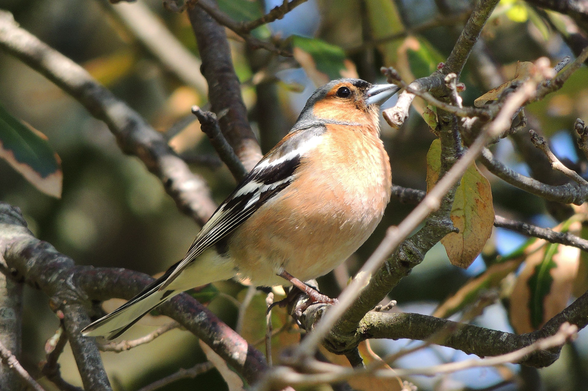 Chaffinch
