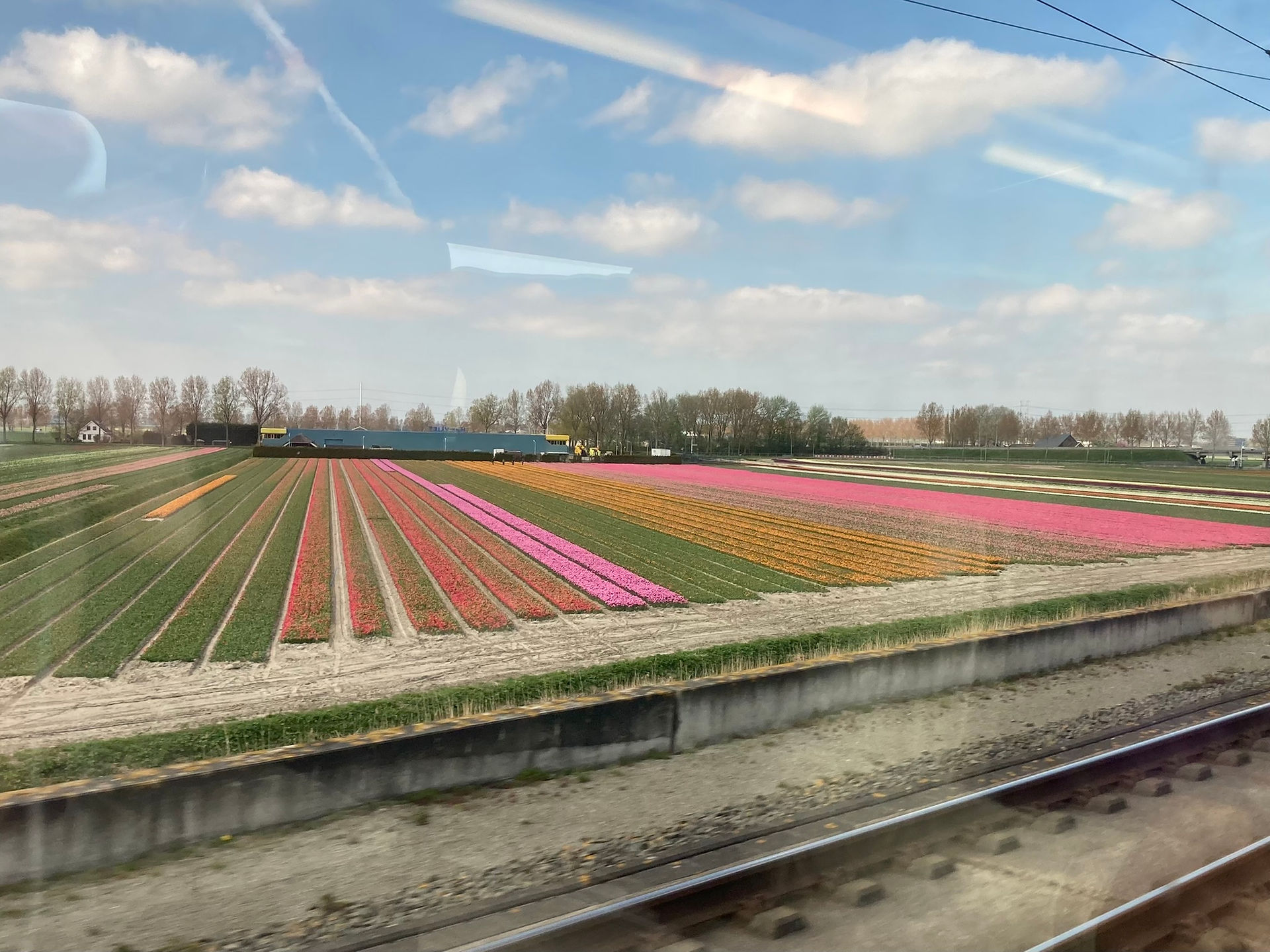 Tulip fields
