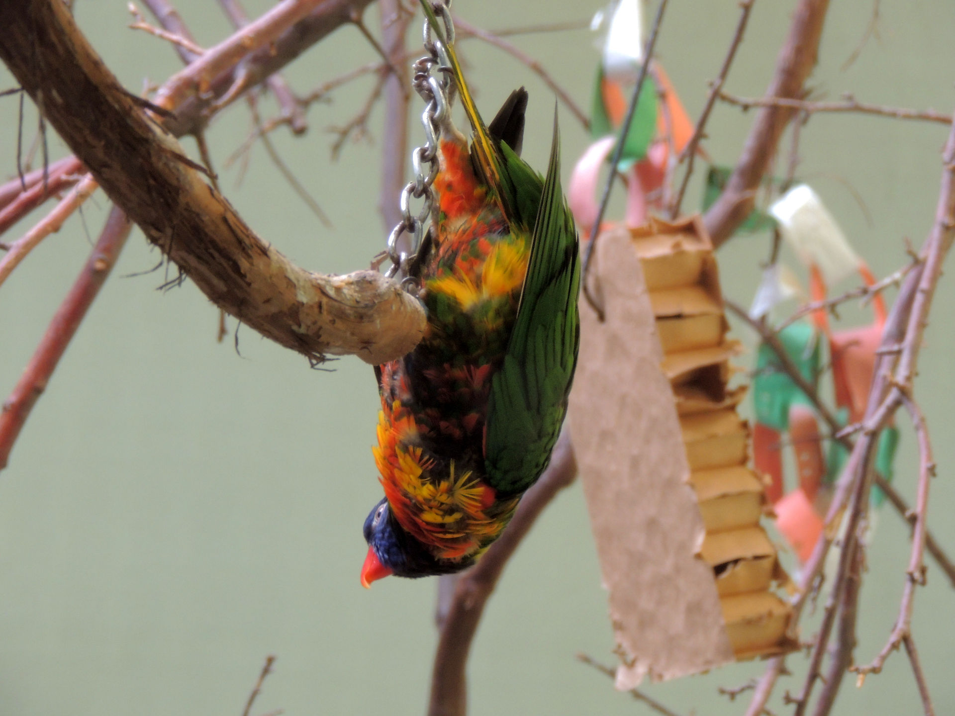 Colourful Lorikeets