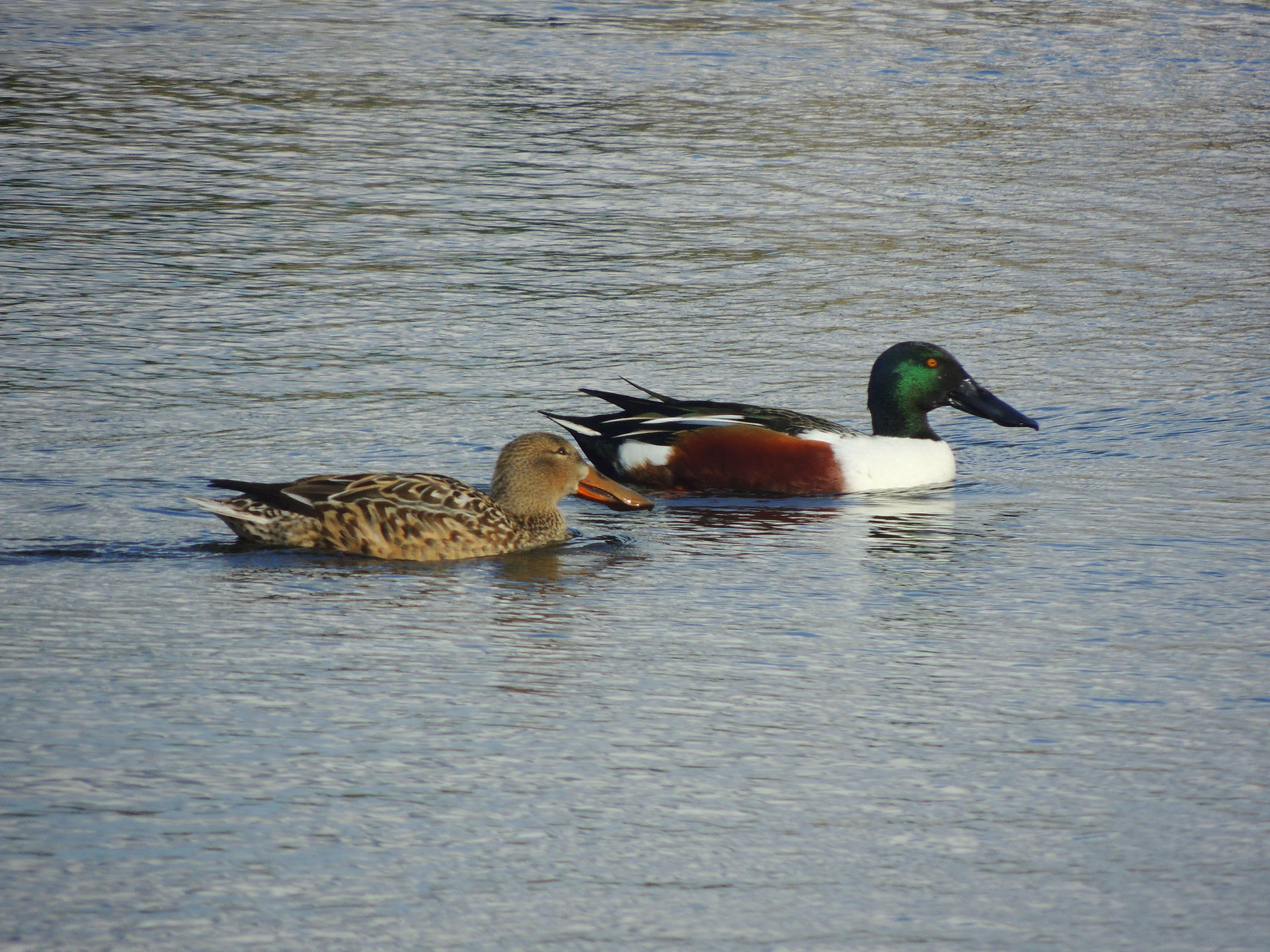 Northern shovelers