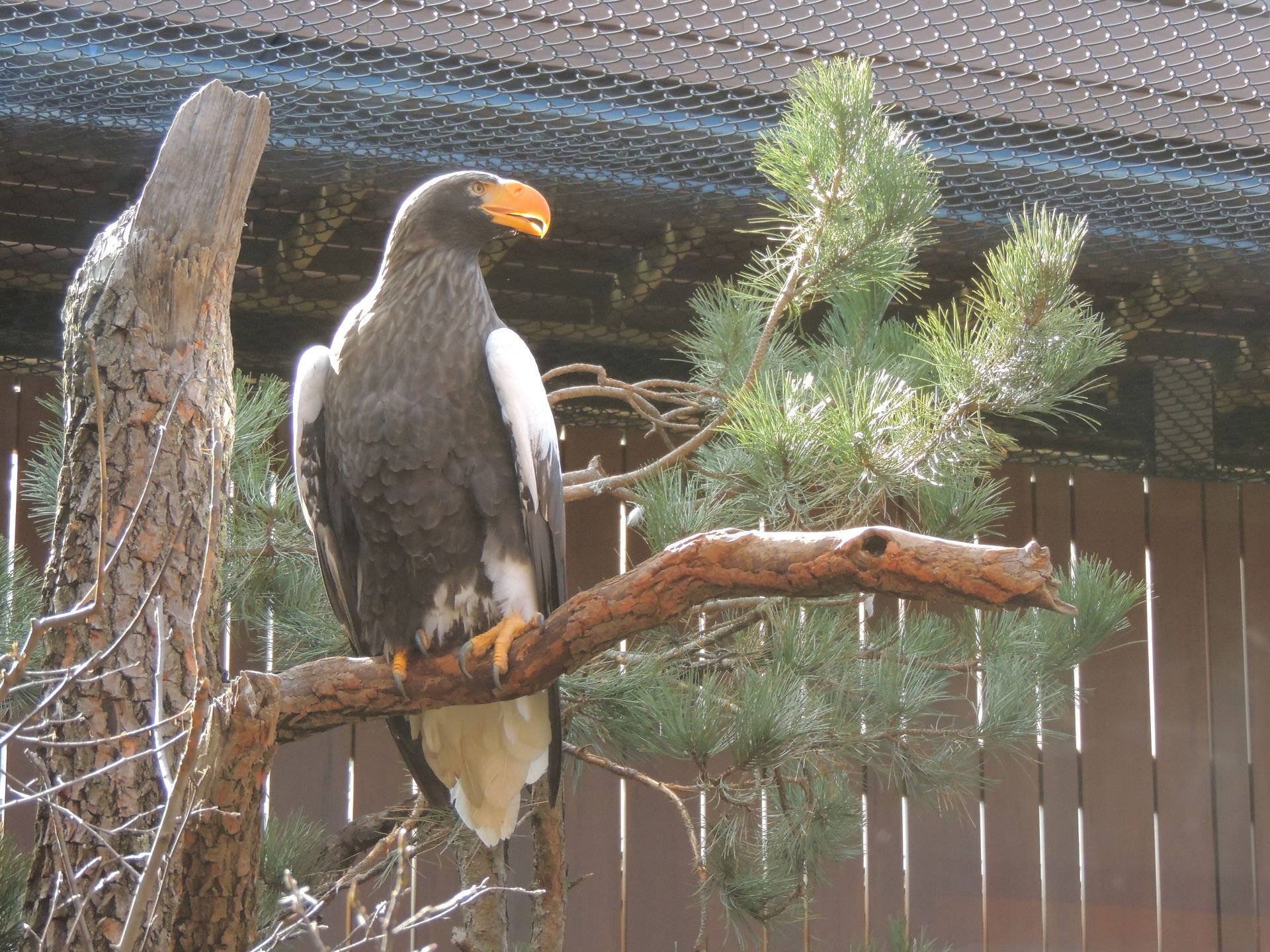 Sea Eagle in the sun