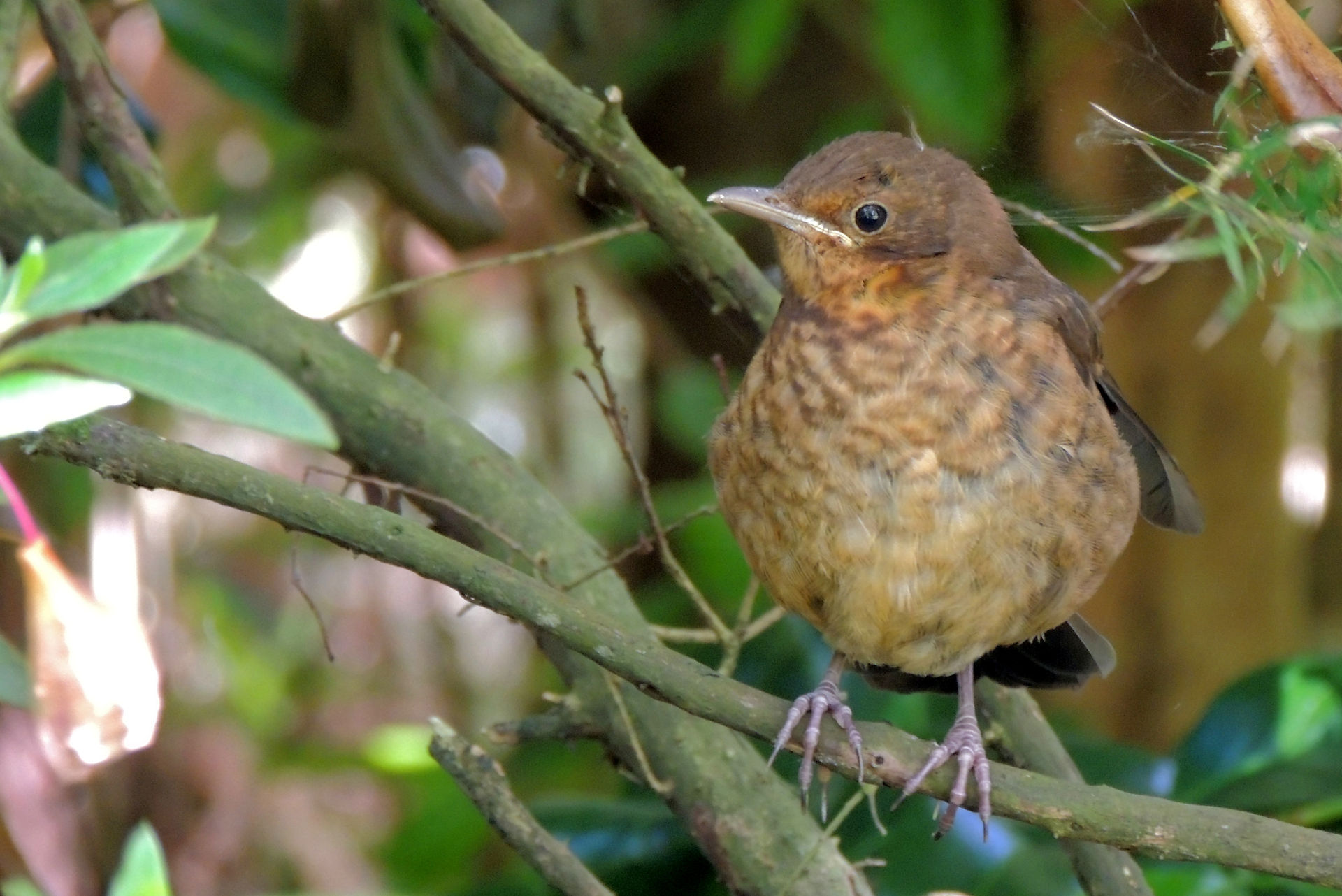 Young blackbird