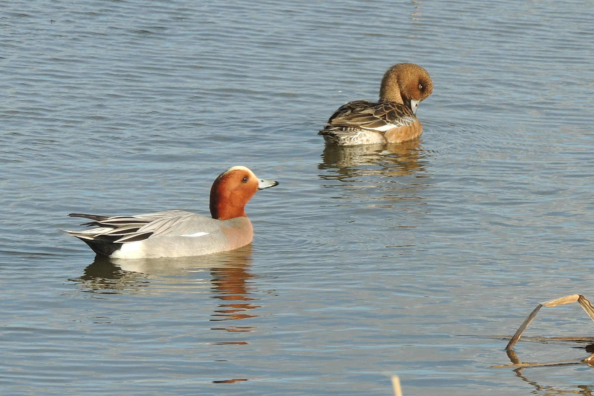 Eurasian wigeon male & female
