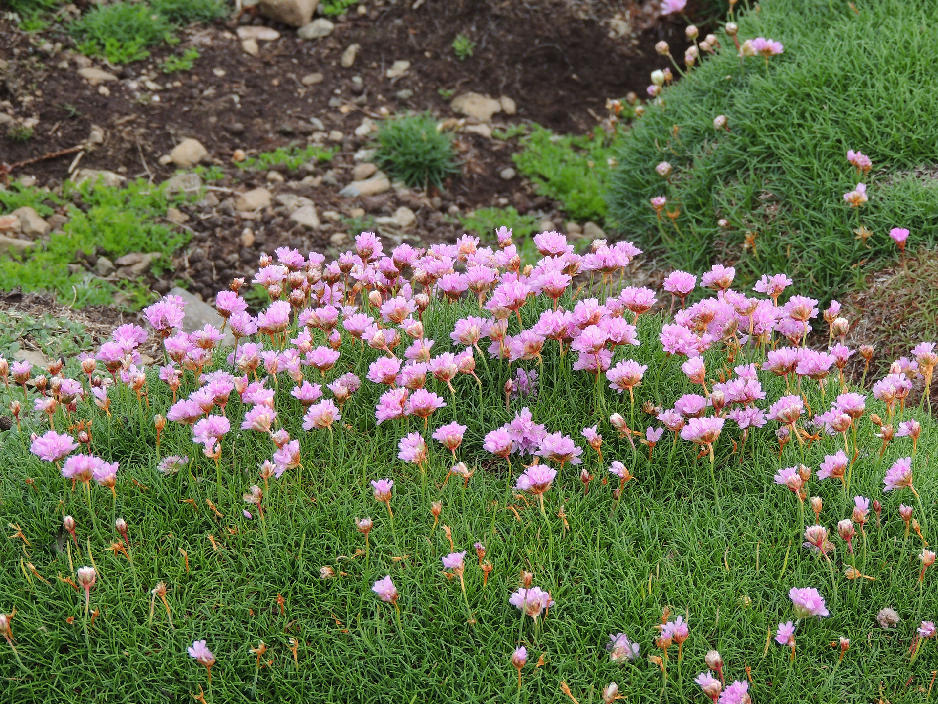 Pink sea thrift
