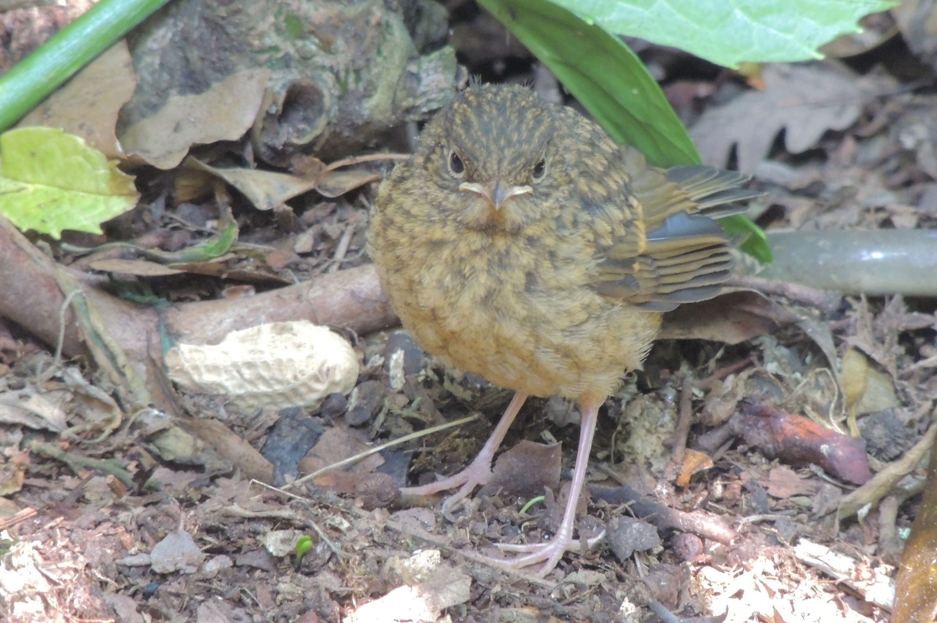 Young robin
