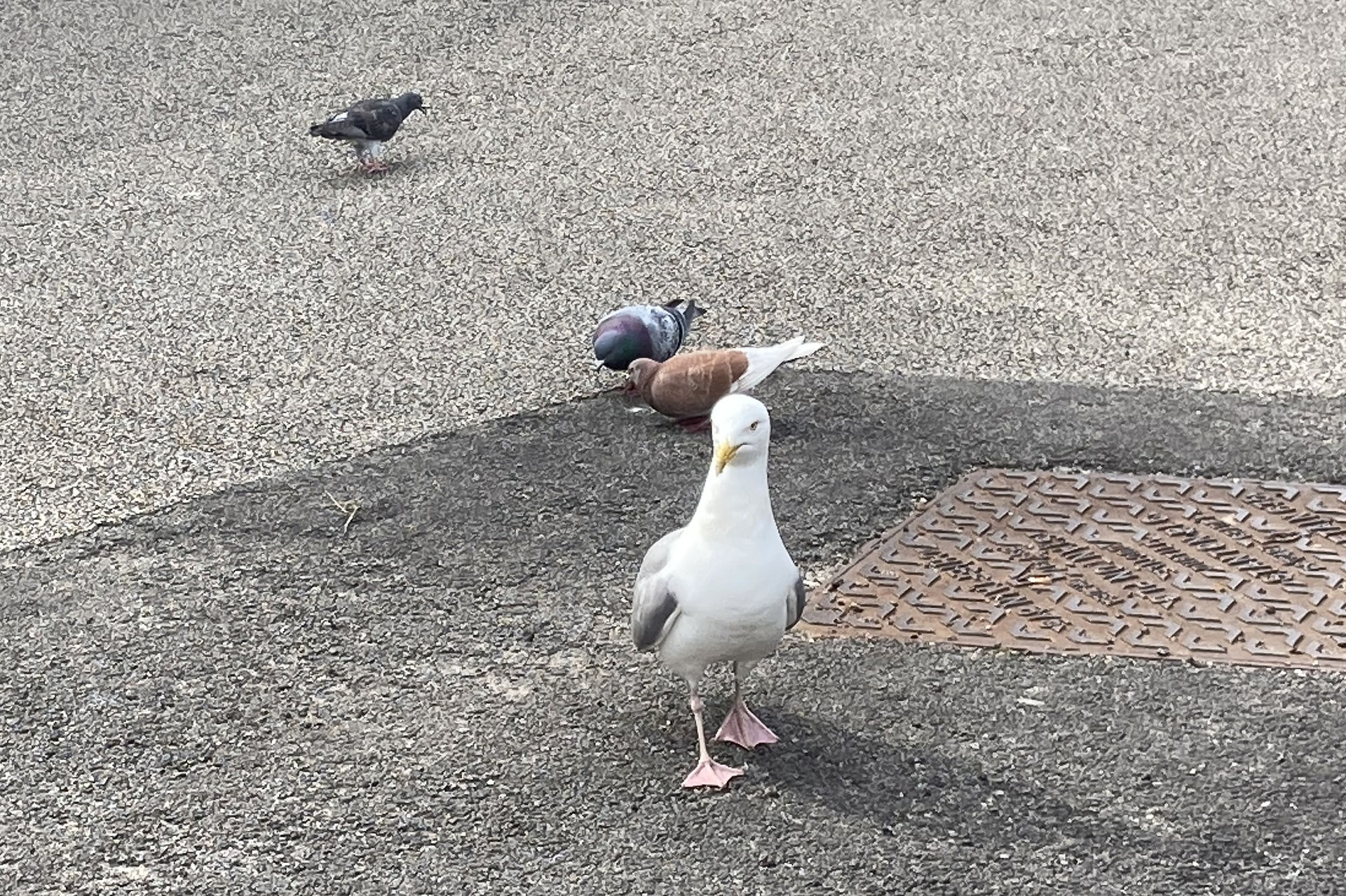 Herrings gulls are huge