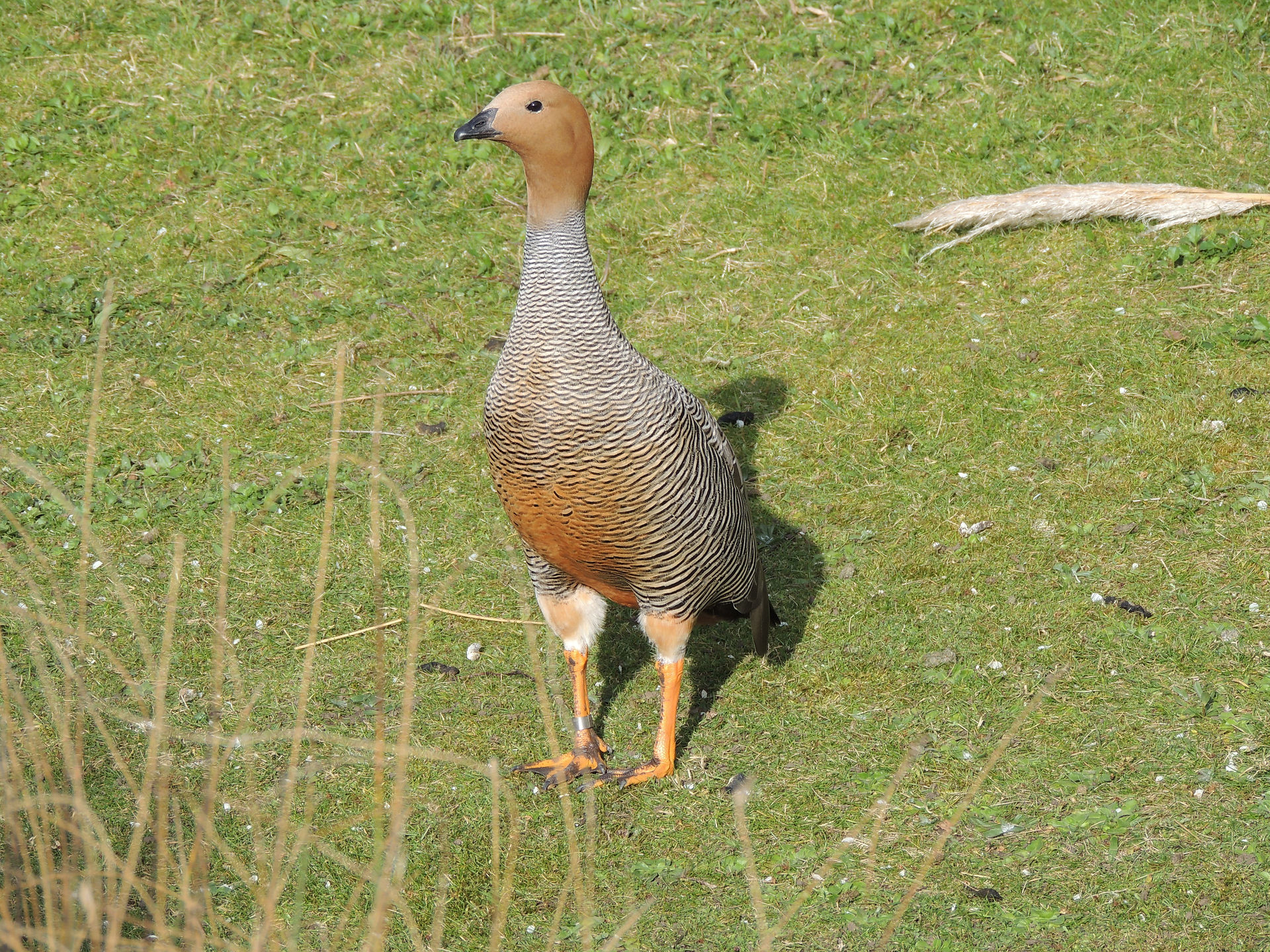 Ruddy-headed goose