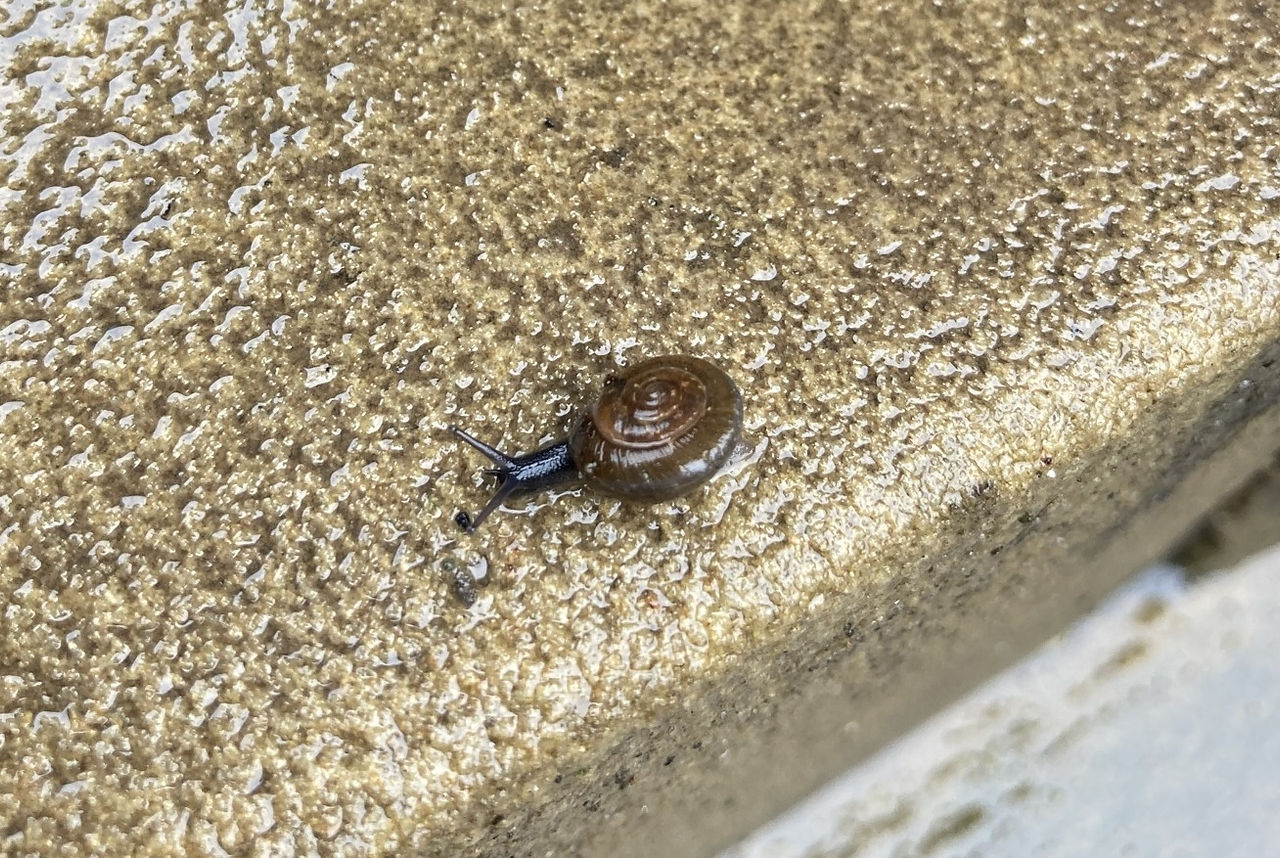 Tiny snail on the way out!