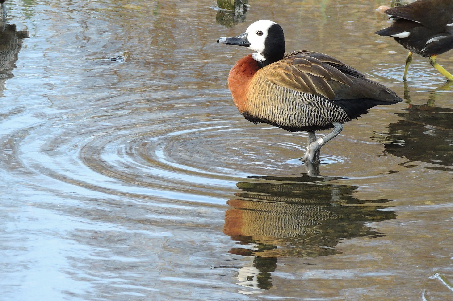 White-faced whistling duck