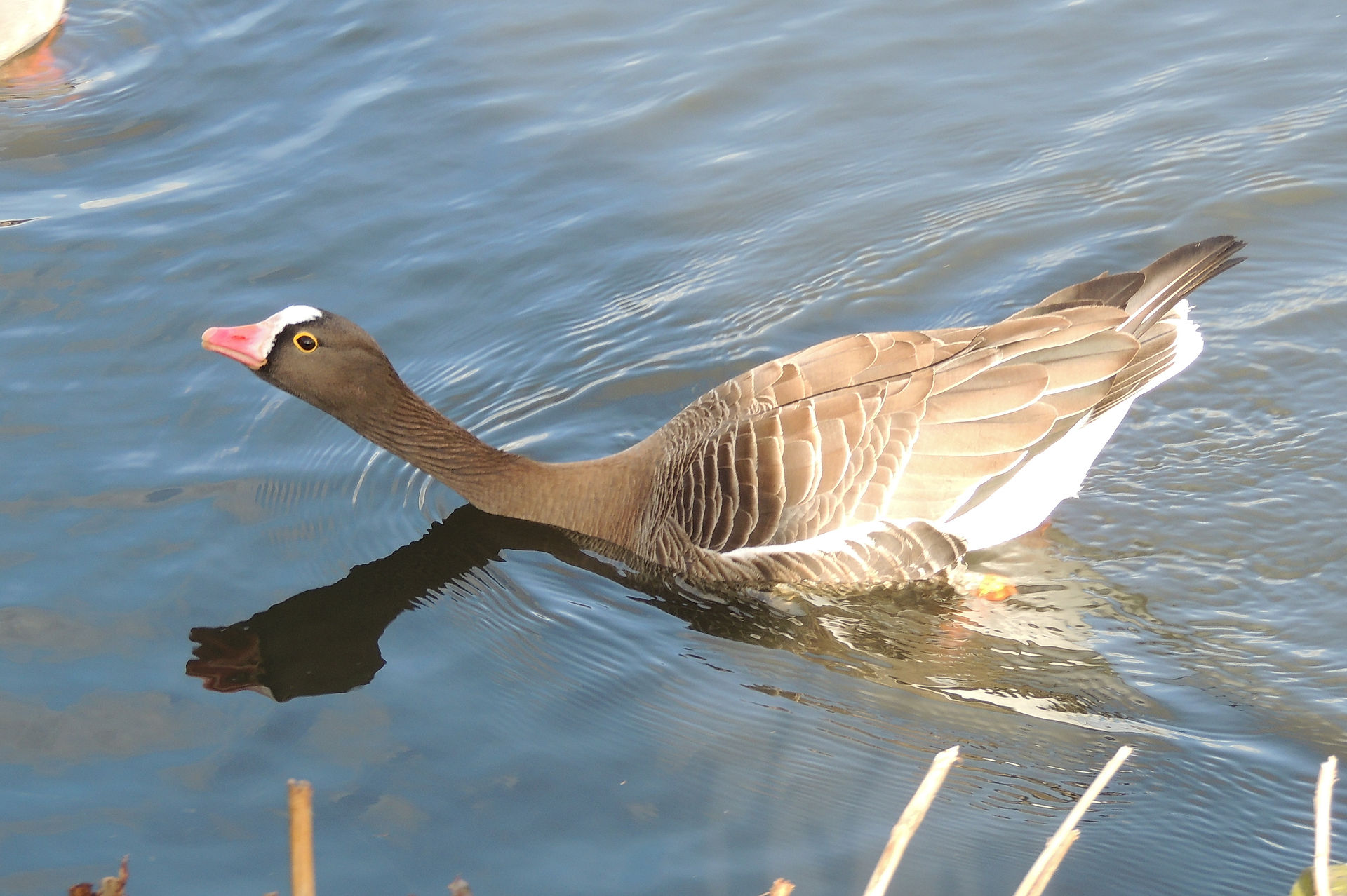 Greater white-fronted goose