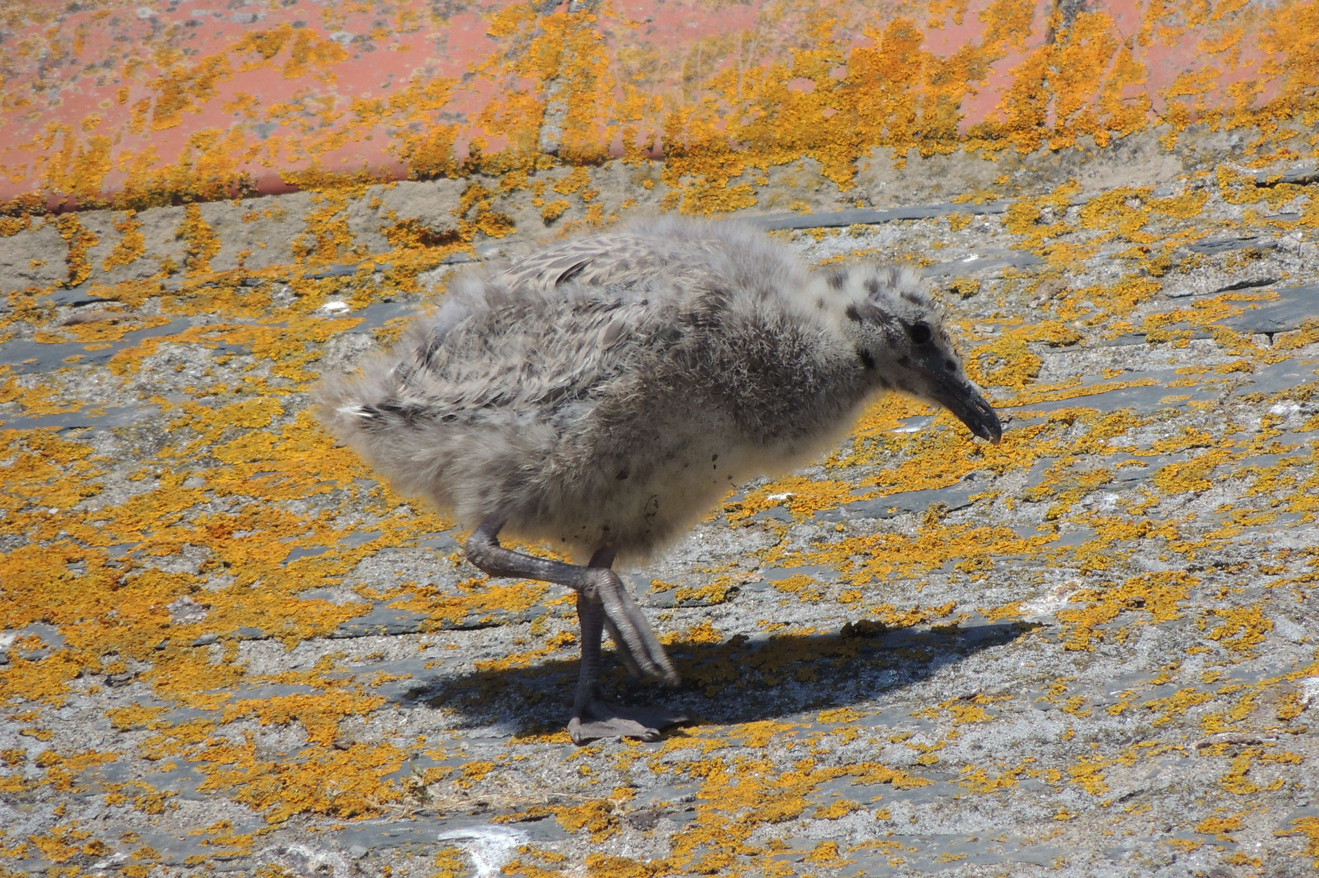 Young herring gull