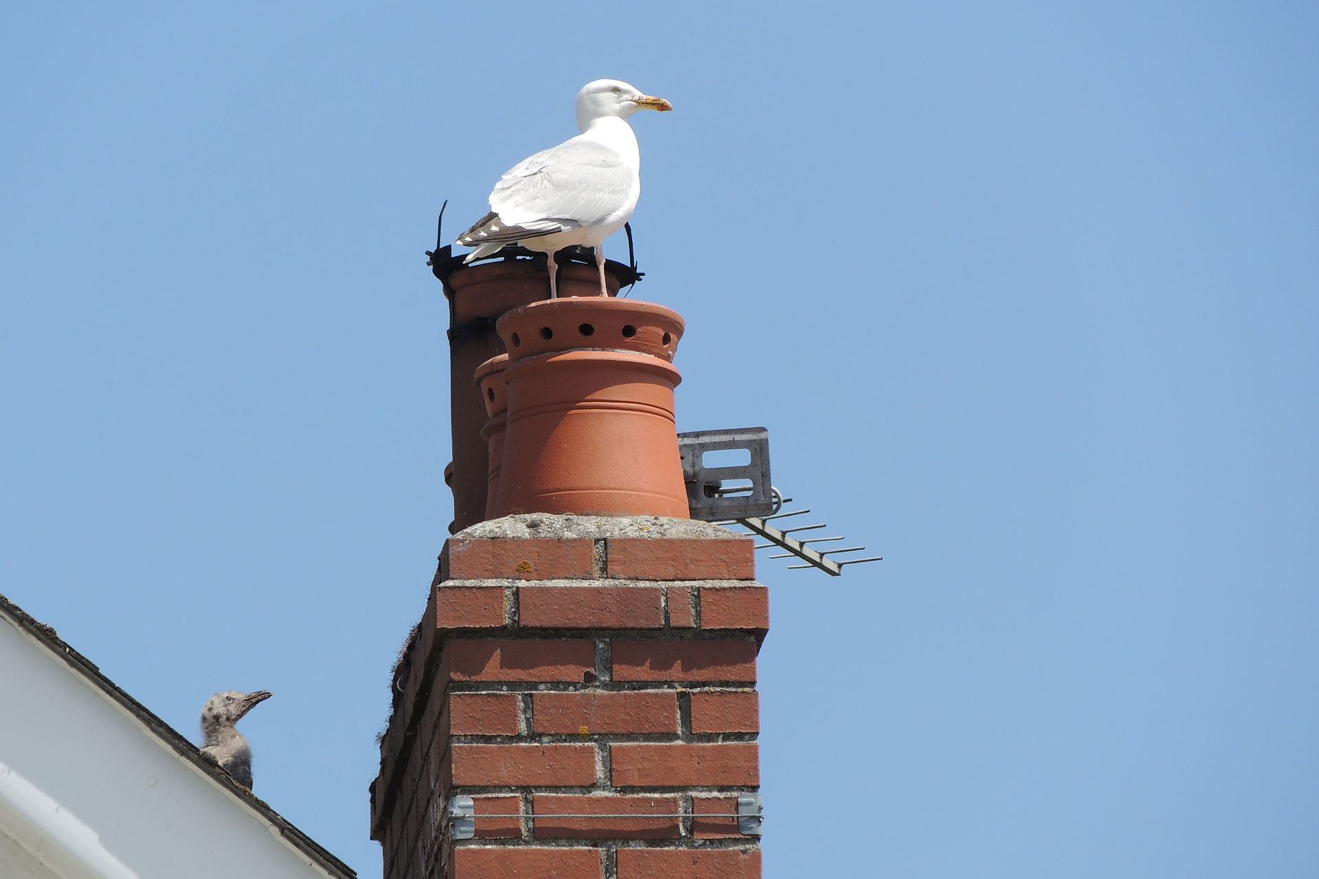 Clay pot chimney nest
