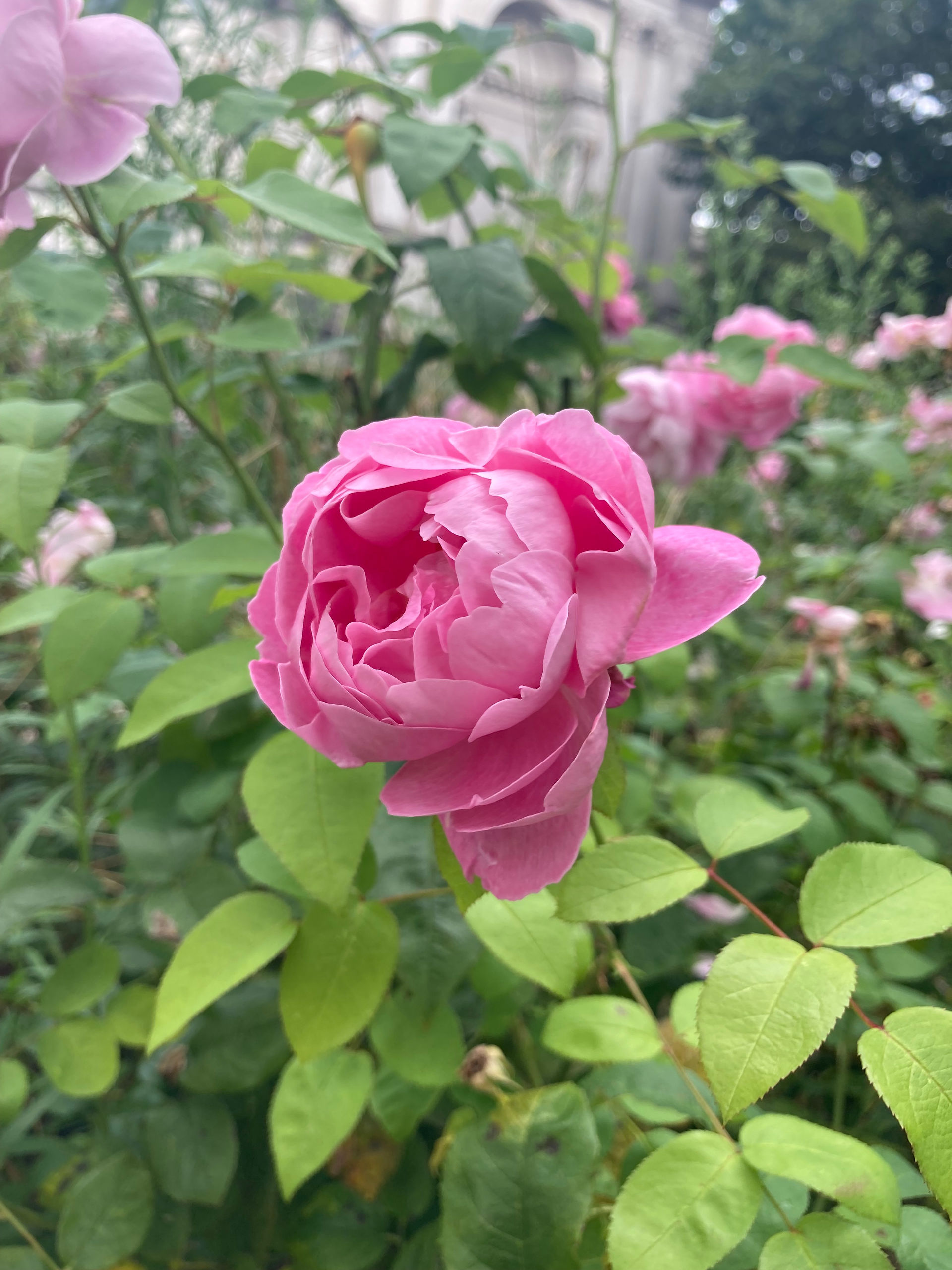 Pretty roses outside the Tate