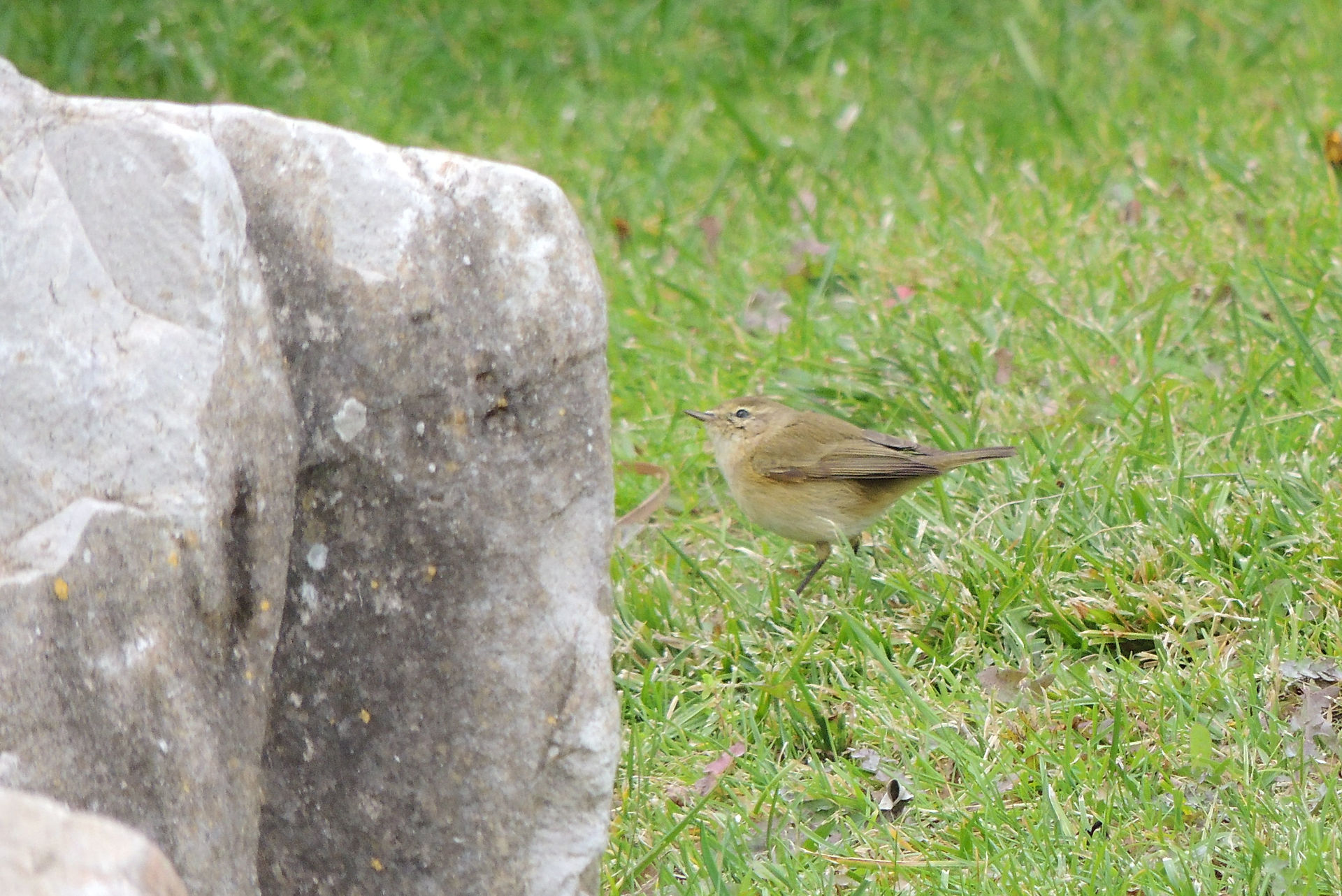 Common chiffchaffs everywhere