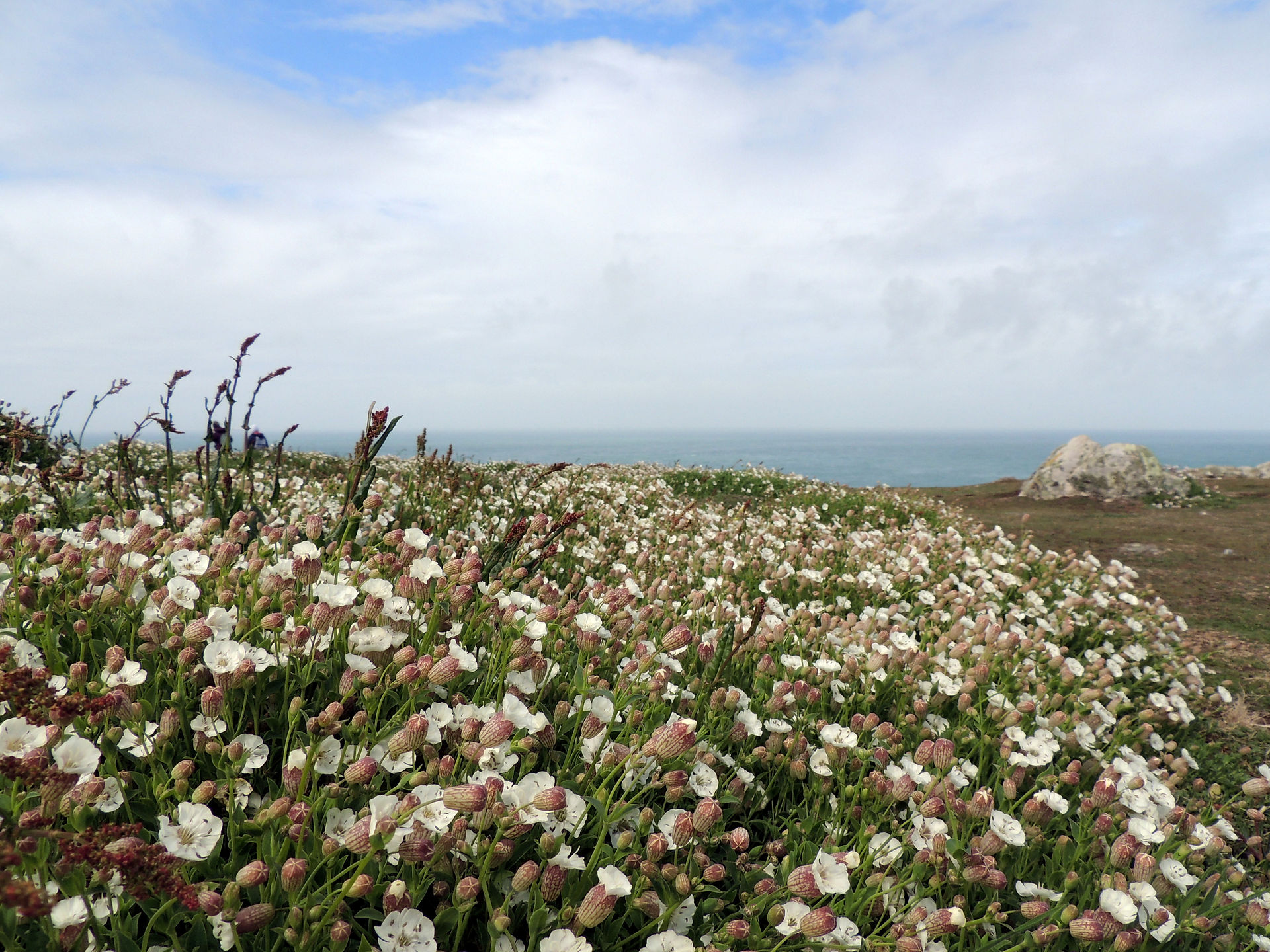 Native, white campion