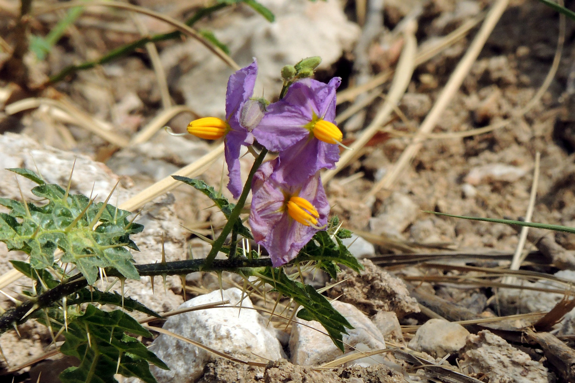 Pretty flowers at the site