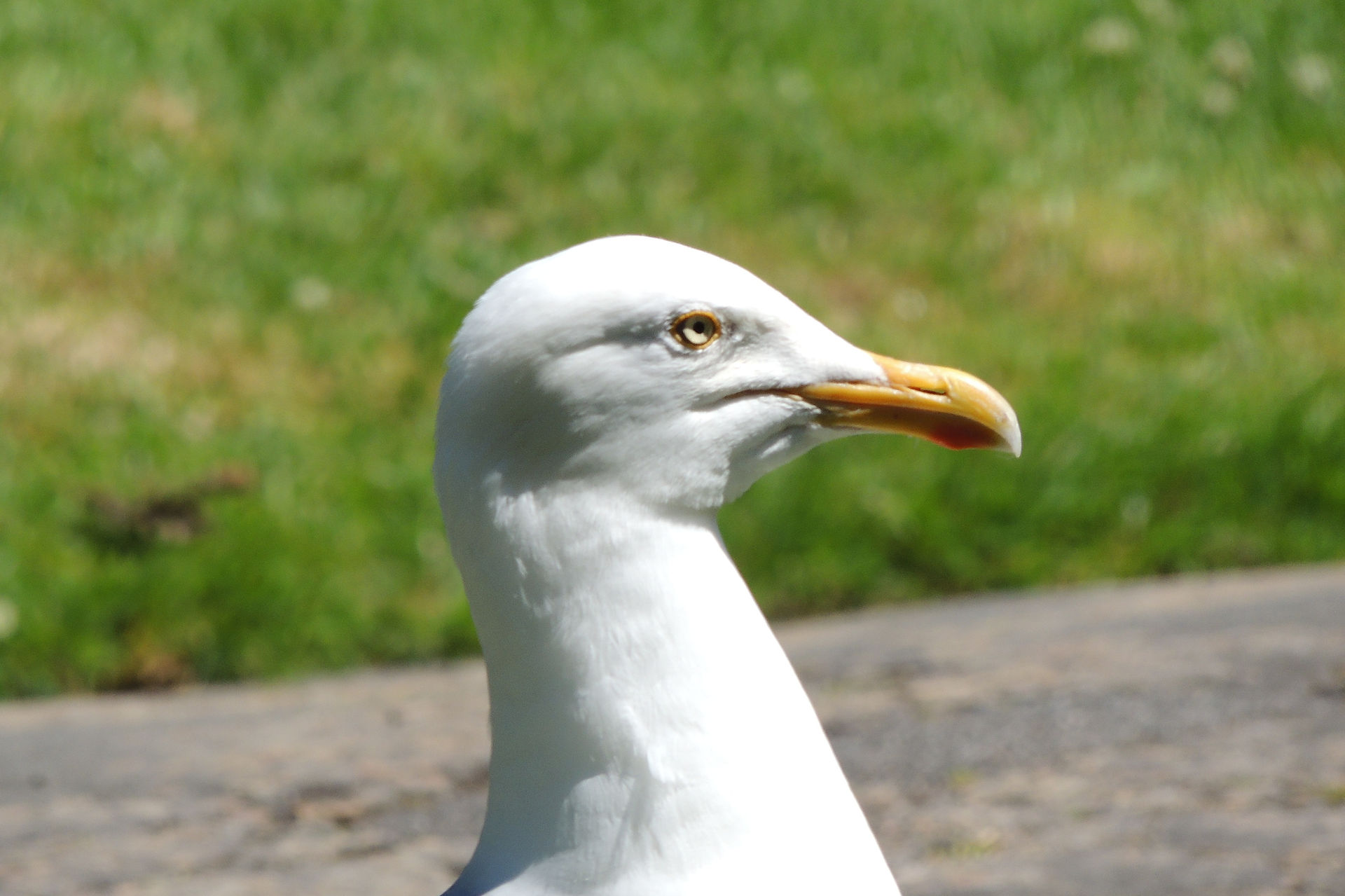 Adult herring gull