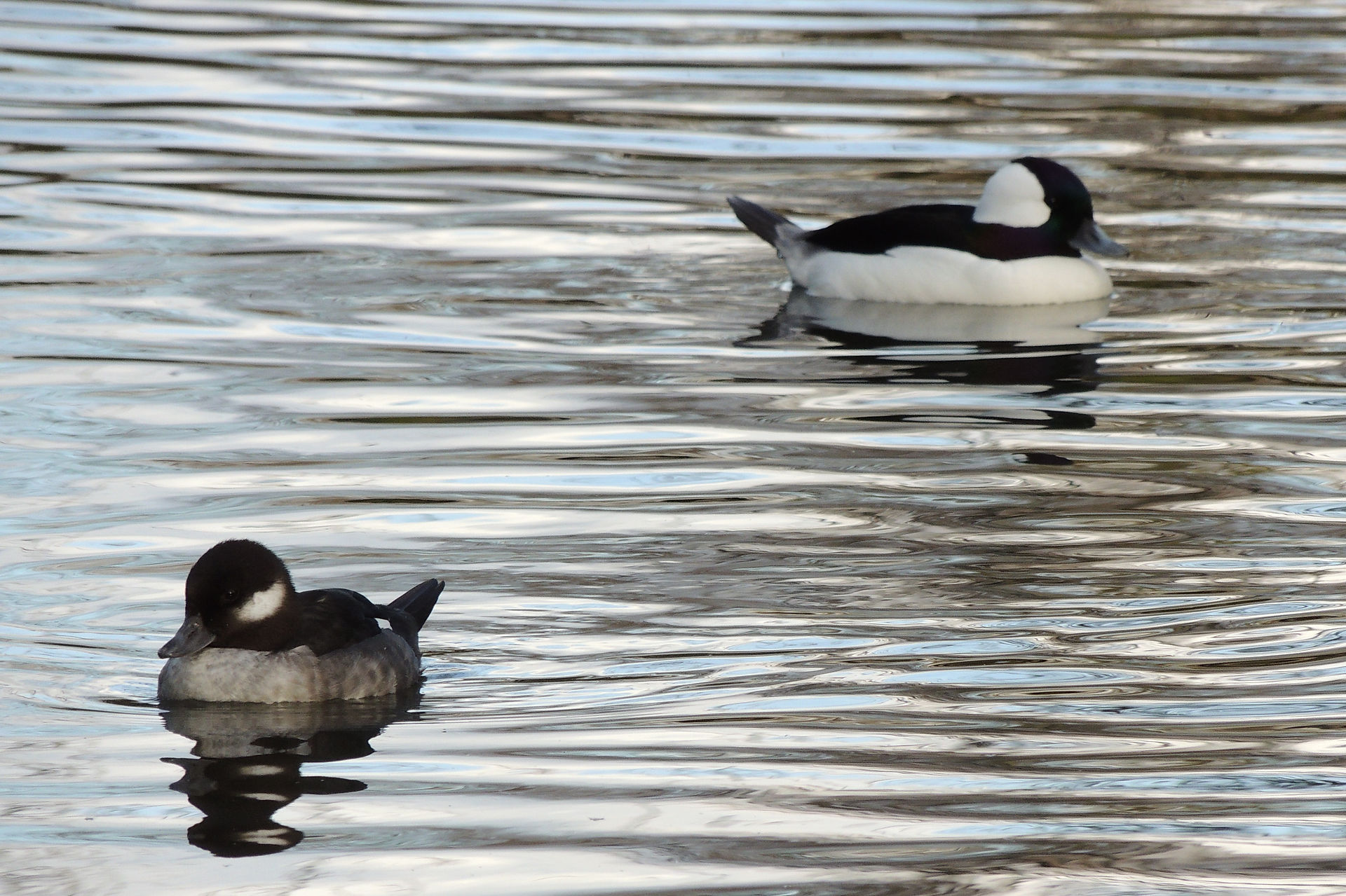 Buffleheads