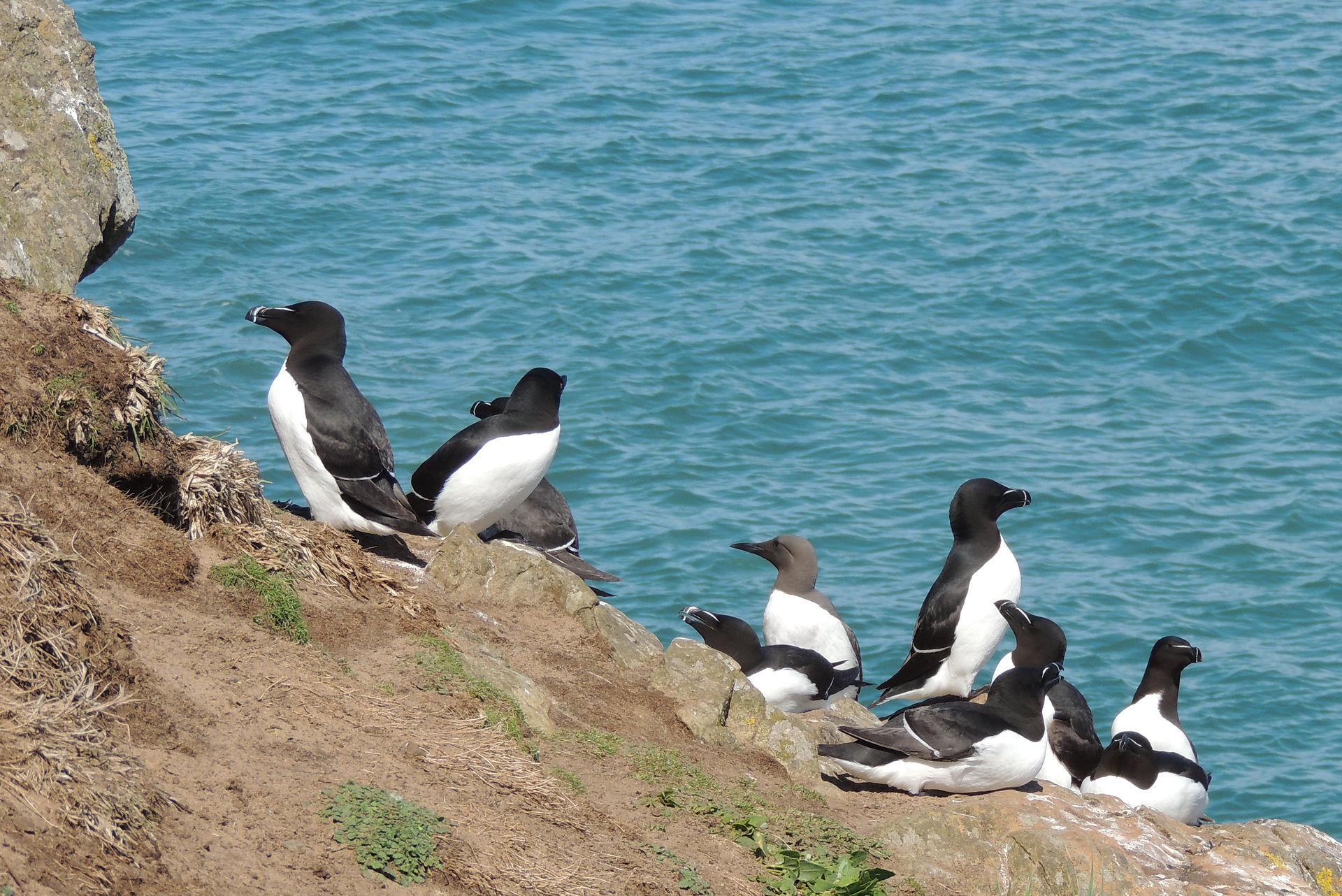 Guillemot (with light head)