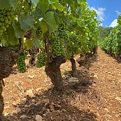 Champagne Pascal Agrapart & Fils