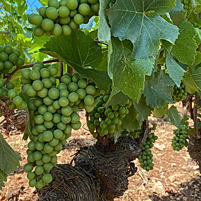 Domaine Raymond Dupont Fahn