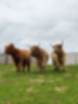 3 heifers on a hill.jpg