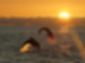 dolphins at sunset