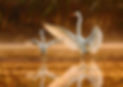 mother and young egrets