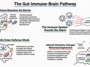 Part 2: The Gut–Immune–Brain Connection in Autism