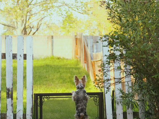 Dog Park Access Control