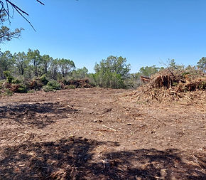 brushtrees.jpg