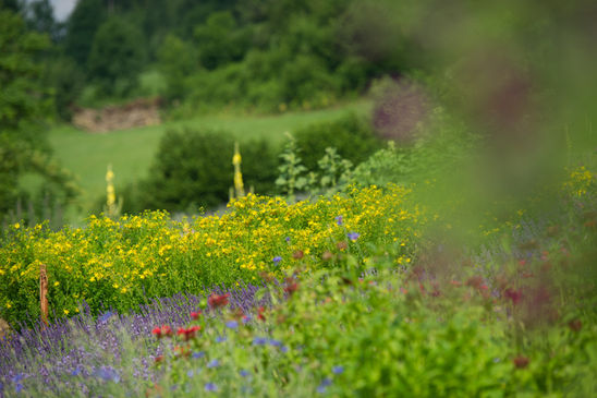Ein bunt blühender Kräutergarten in Irschen