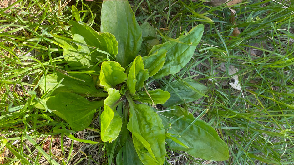 The Healing Properties of Broadleaf Plantain