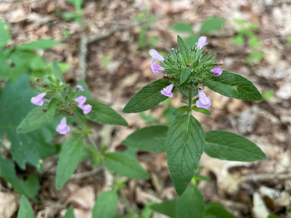 Wild Basil and the “Minty” Instinct