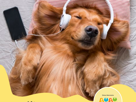 Dicas da Semana - Você sabia que música também desestressa seu PET?